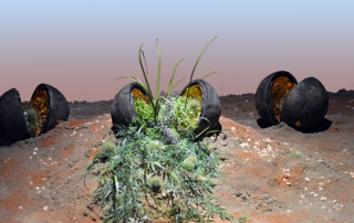 Earth Seeds